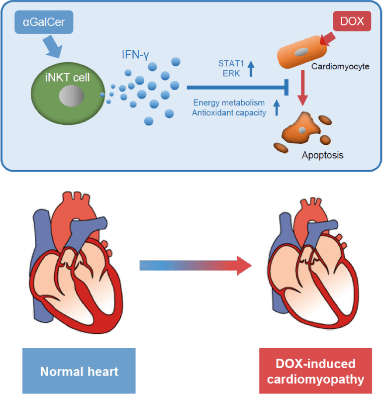 心不全 - 基礎研究について - 九州大学 循環器内科